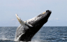Iznenađujuće otkriće: Naučnici pronašli rijetku vrstu kita