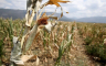 U Semberiji nedovoljno kiše za spas kukuruza