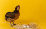 Naučnici otkrili šta je starije, kokoška ili jaje