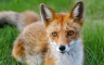 Istraživanje: Da li je lisica bila kućni ljubimac naših predaka?