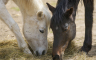 Užas u Australija: Pronađeno više od 500 zaklanih konja