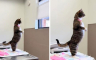 Mačka koja stoji poput čovjeka nasmijala milione (VIDEO)