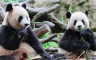 Kina šalje dvije pande u Španiju
