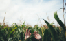 List kukuruza je ljubičast - šta je razlog?