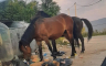 Konji lutaju sarajevskim naseljem, u kontejnerima traže hranu