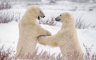 Kanadski grad Čerčil svjetska prijestonica polarnih medvjeda
