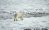 Masovni egzodus polarnih medvjeda iz Amerike u Rusiju