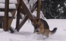 Pas pravi grudve od snijega: "Bio je dijete u prošlom životu"
