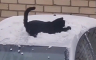 Ovo je mačka koja obožava snijeg