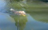 Zlatni retriver ugledao patke pa skočio u vodu za njima