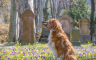 Prošle godine na groblju za kućne ljubimce sahranjena samo dva psa
