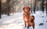 Šest savjeta koji će pomoći da vaš pas lakše prebrodi ledene dane