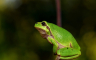 Naučnici žabama amputirali krakove pa postigli da im izrastu novi