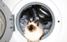Mačak preživio "pranje" u veš-mašini