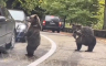 Medvjedi naišli na kolonu automobila pa vozačima "davali pet"