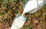 Isplaćeno više od 2,2 miliona KM premije za mlijeko