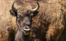 Izabrana imena bizona na Fruškoj gori - Đuka, Fruška, Mila, Ninja i Cveta