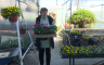 Sve više posla u rasadniku Sanjanke: Prodaja cvijeća cvjeta uprkos krizi