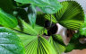Licuala cordata: Lepezasta palma idealna za minimalističke enterijere