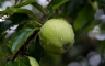 Srbija prvi put dobila dozvolu za izvoz jabuka u Egipat i Indoneziju