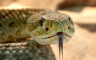 U Hercegovini tri vrste otrovnih zmija, seruma ima dovoljno