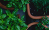 Kako da uzgojite začinsko bilje na terasi