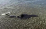Morski pas snimljen u plićaku blizu Medulina