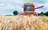 Srbija očekuje manji prinos pšenice zbog suše