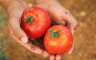 Trik da vam paradajz ostane dugo svjež i ukusan