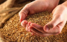 Očekuje se korektan odnos po pitanju otkupne cijene pšenice