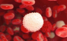 Naučnici zatečeni otkrićem da ćelije krvi nastaju iz dva različita izvora