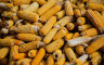 Srbija kukuruza manje izvezla za trećinu, pšenice za 29 odsto