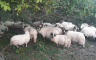 Mrkonjićaninu nestalo 27 ovaca, sumnja na organizovanu mafiju