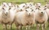 Obrt u Mrkonjić Gradu: Ovce se vraćaju kući