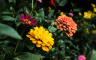 Cvijet koji treba da ima svaka bašta: Korisniji je od vještačkih pesticida