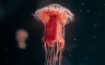 Sjeverni Jadran preplavljen meduzama