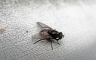 Opasnija od komaraca i krpelja: Muva može prenijeti mnogo ozbiljnih bolesti