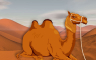 Vic dana: Zašto kamila ne jede pijesak?