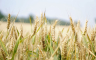 Semberski proizvođači očekuju otkupnu cijenu pšenice od 65 do 70 feninga