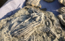 Otkrivena riba fosil koja iskače iz stijene