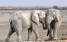 Rijedak primjerak bijelog slona rođen u Mjanmaru