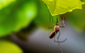 Ubodi komarca i prirodniji načini da smanjite svrab