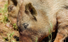Divlje svinje opet terorišu poljoprivredne proizvođače
