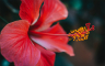 Hibiskus: Egzotični cvijet uz koji se vrt i terasa pretvaraju u tropski raj