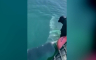 Kit beluga se zaglavio u Seni, bezuspješno pokušavaju da ga nahrane