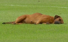 Utakmica u Paragvaju kasnila jer je pas zaspao na terenu