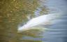 Bijeli kit zarobljen u Seni biće prebačen u slanu vodu