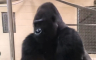 Gorila u zoološki vrt uletjela kao holivudska zvijezda, video je urnebesan