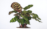 Kalateja, tropska ljepotica raskošnih listova