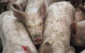 Skoro milion svinja manje u danskim štalama